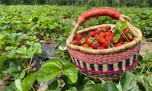 33rd Annual Strawberry Jubilee Festival at Great Country Farms - May 30 and 31, 2026 thumbnail