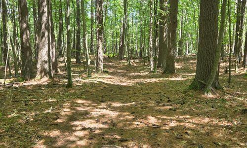 Terapia de Bosque en Español: El Corazón del Bosque - Harvard Arnold Arboretum thumbnail