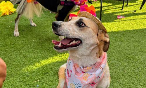 2nd Annual Tail Wag Trivia Night: A Pup Party and Fundraiser thumbnail