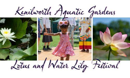 FREE Lotus and Water Lily Festival in DC thumbnail
