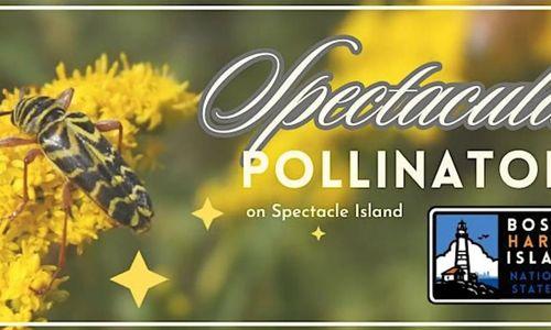 Spectacular Pollinators on Spectacle Island thumbnail
