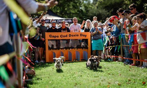 Cape Cod Doxie Day thumbnail