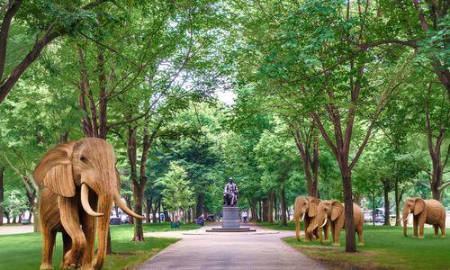 100 Elephant Sculptures on Boston’s Commonwealth Avenue Mall: ‘The Great Elephant Migration’ thumbnail