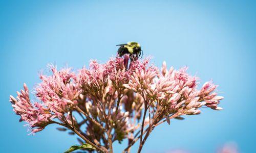 Pollinator Family Festival thumbnail