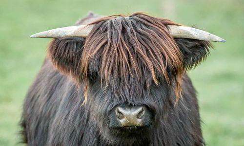 Black Rock Farm - Highland Cows thumbnail