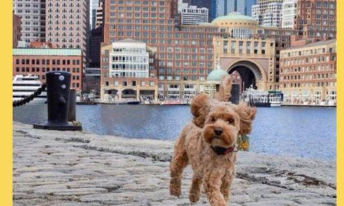 Boston Seaport Packwalk thumbnail