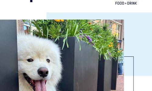 Pups + Pints at CanalSide Food + Drink thumbnail
