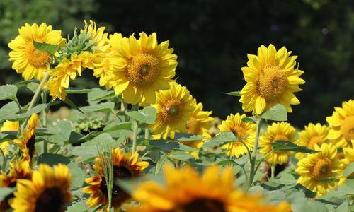 Sunflower Spectacular thumbnail