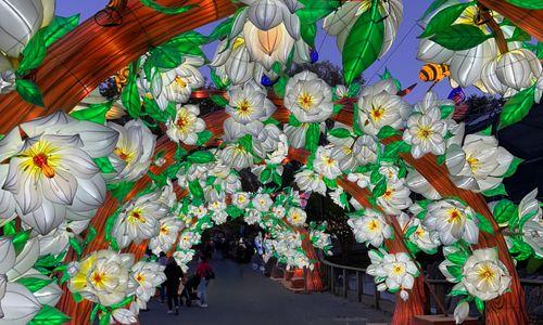 Boston Lights 2026: A Lantern Experience at Franklin Park Zoo thumbnail