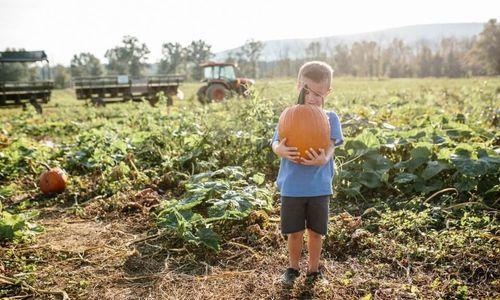 Great Country Farms - Fall Festival with Apples, Pumpkin Picking, & Corn Maze thumbnail