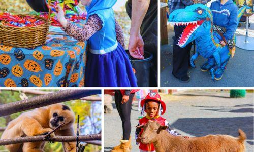 Spooky Zoo – Daytime Trick-or-Treating at the Zoo thumbnail