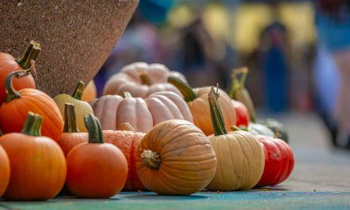 The Big Squash: An Annual Pumpkin Festival thumbnail