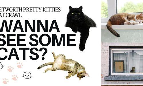 Petworth Pretty Kitties Cat Crawl thumbnail