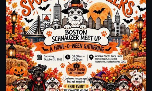 Boston Schnauzer Meet Up thumbnail