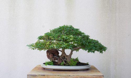 Bonsai Science Cafe thumbnail