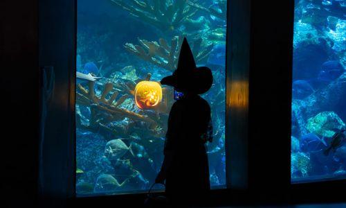 New England Aquarium celebrates Halloween with family-friendly activities thumbnail
