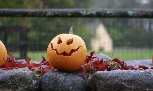 Creepy Crawly Creations: Mini Festival thumbnail