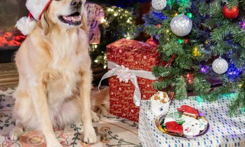 Dog-Friendly Holiday Pop-up Bar thumbnail